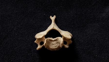 Anatomy and Physiology