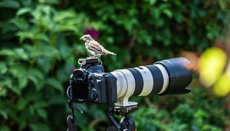 Beginners Wildlife Photography