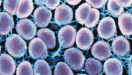 Cell Biology