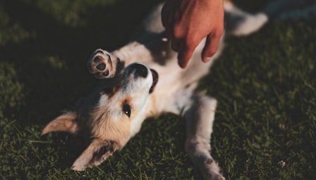 First Aid for Dogs