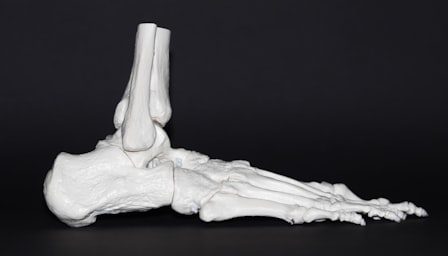 Introduction to Anatomy