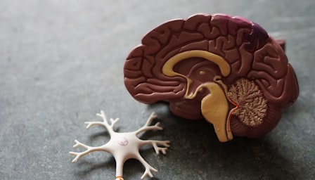 Neuro Anatomy
